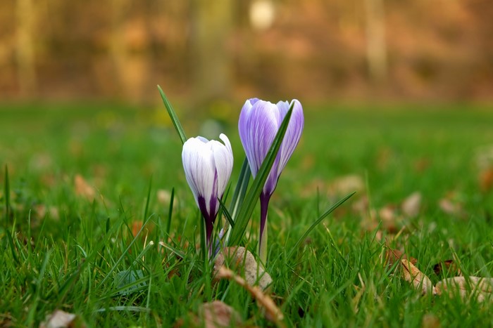 Two Crocuses in Green Grass