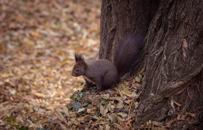 Squirrel on the forest floor with autumn leaves