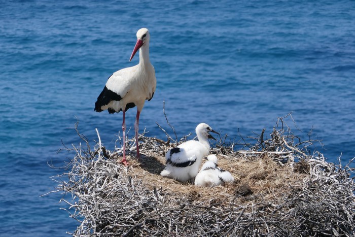 Storks Nest with Chicks and Adult Bird