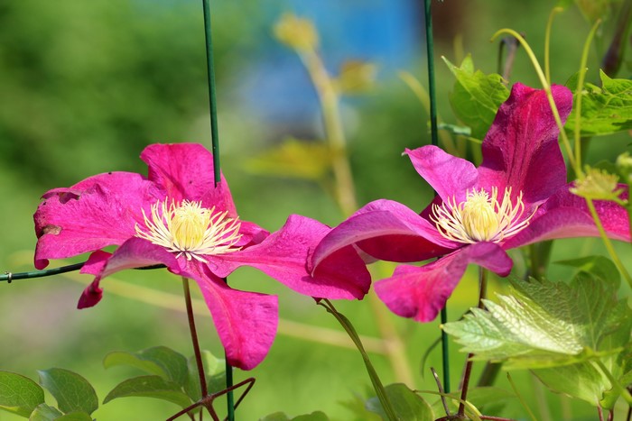 4K Pink Clematis Flowers Closeup