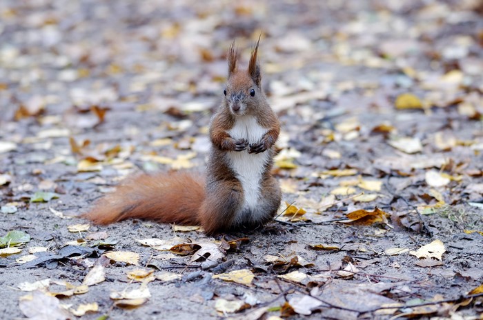 Squirrel on autumn foliage