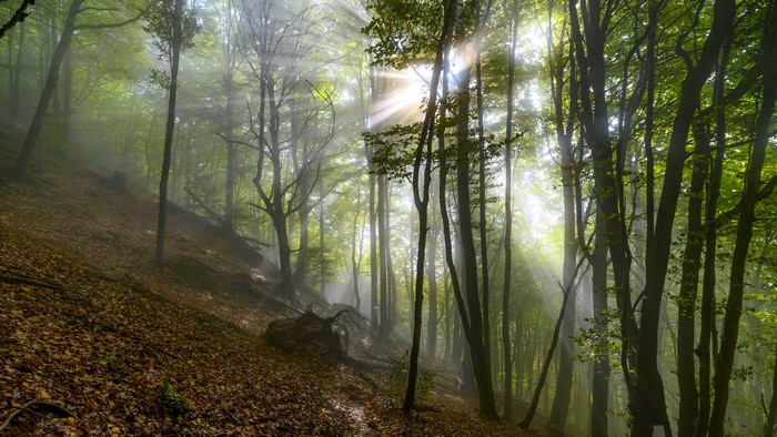 4K Autumn Forest with Rays of Light and Fog