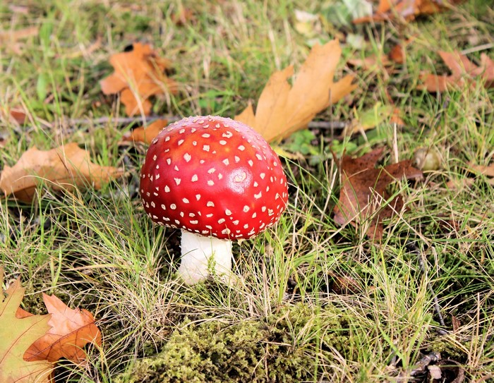 Amanita Muscaria mushroom in grass