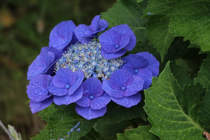 Blue Hydrangea flower with water droplets
