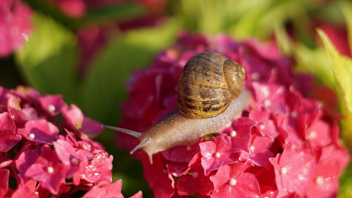 Snail on pink hydrangea flowers