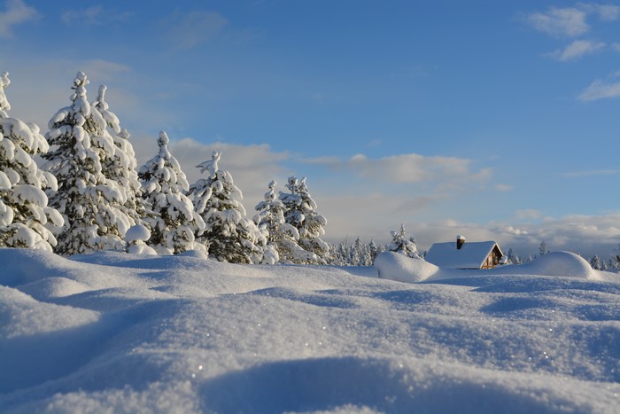 Winter scene with snow-covered spruce trees and a cabin