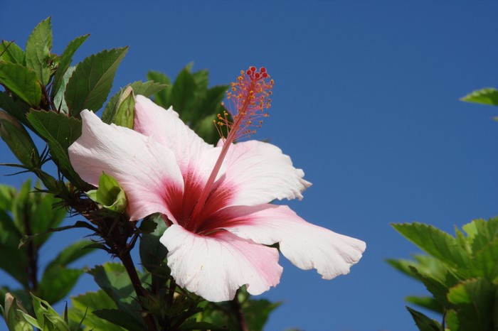 Pink Hibiscus Flower Against Blue Sky