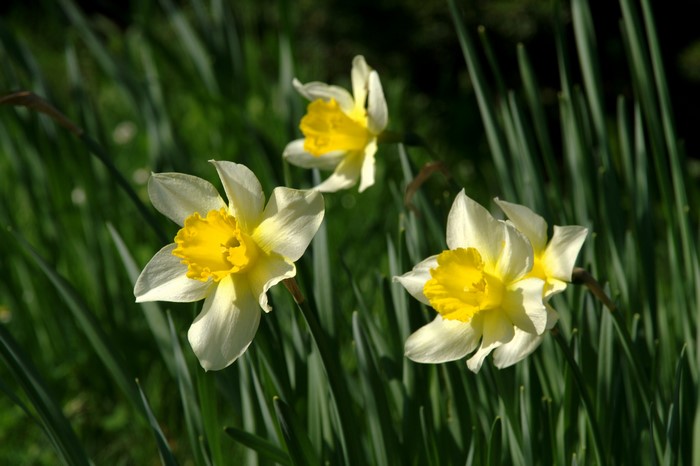 Three Daffodils in Green Grass