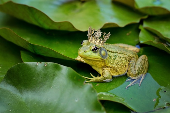 Frog Wearing a Crown on Lily Pad
