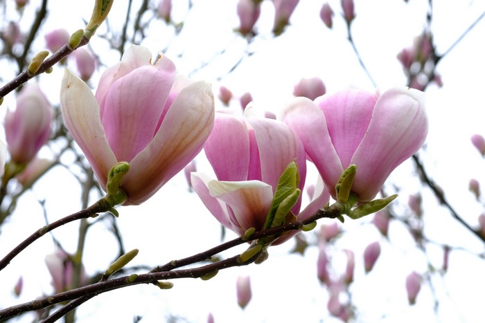 Pink Magnolia flowers on branches