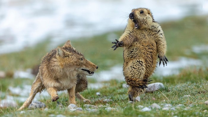 Marmot and Fox in a Fearful Encounter