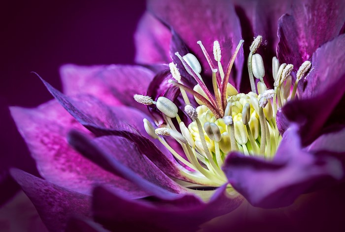 Closeup of a purple Hellebore flower