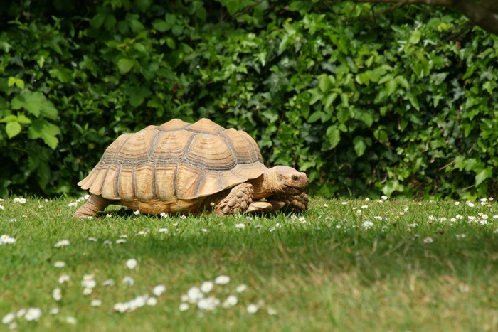 A tortoise walks on grass with daisies