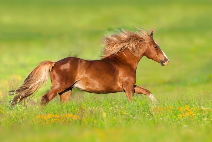 Brown horse running in a grassy field