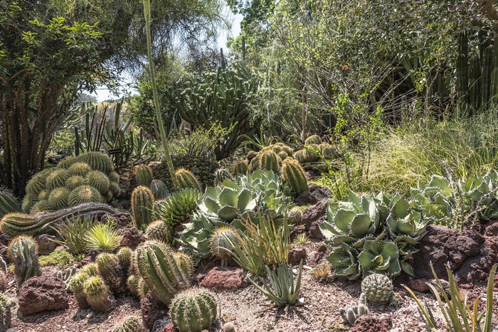 Botanical Gardens in San Marino, California, USA