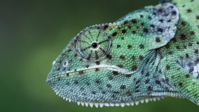 4K Closeup of a Chameleon Head