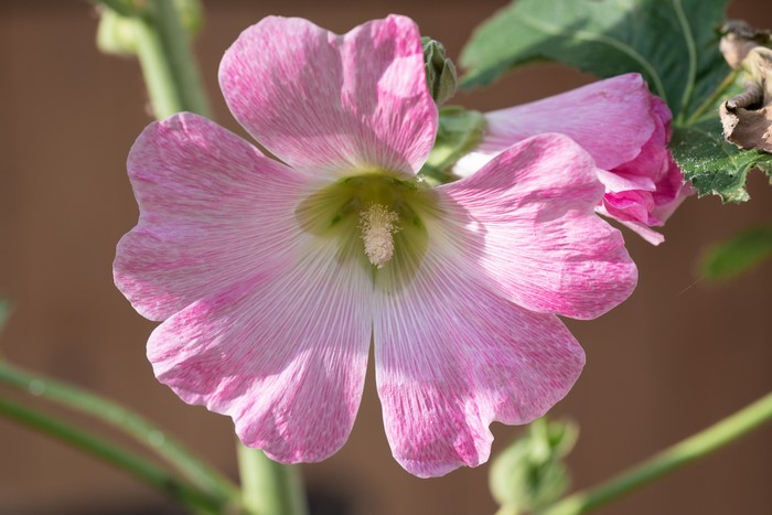 Pink Hollyhock flower with green center