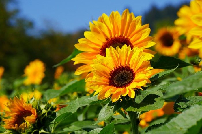 4K Sunflowers Bokeh Yellow