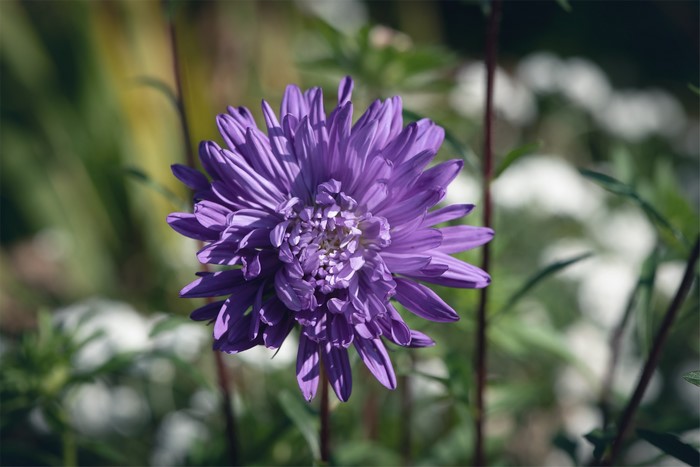 Purple Aster Flower Closeup
