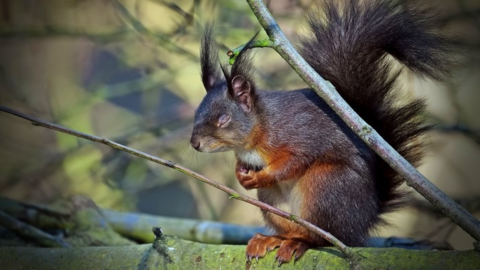 Squirrel on Branches