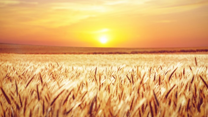 Wheat field at sunset