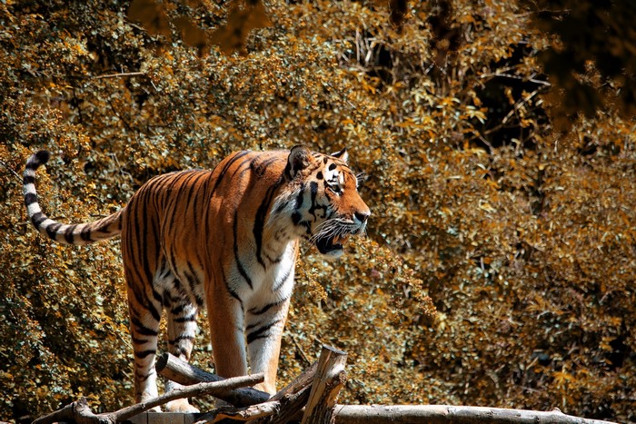 Tiger standing on logs in front of foliage