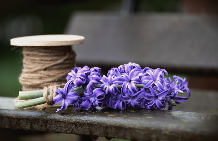 Purple Hyacinths and Twine on a Wooden Surface