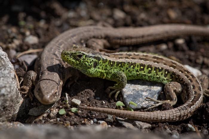 Two lizards on the ground