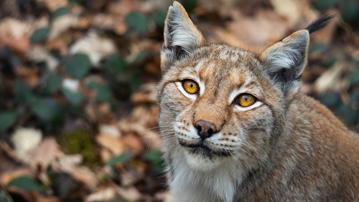 4K Lynx Glance Snout