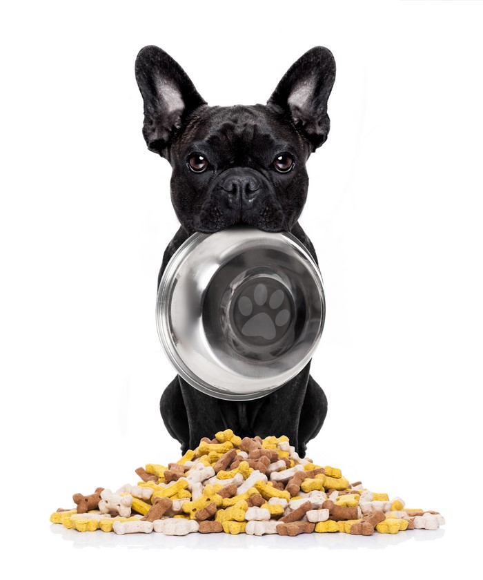 French Bulldog with food bowl and dog treats