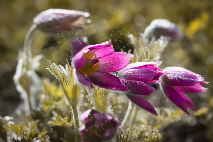 Pink Pasqueflower blossoms with water droplets