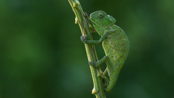 Green Chameleon on a Branch