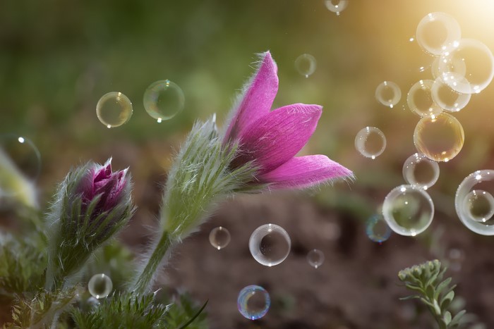 Pink Pulsatilla flowers with soap bubbles