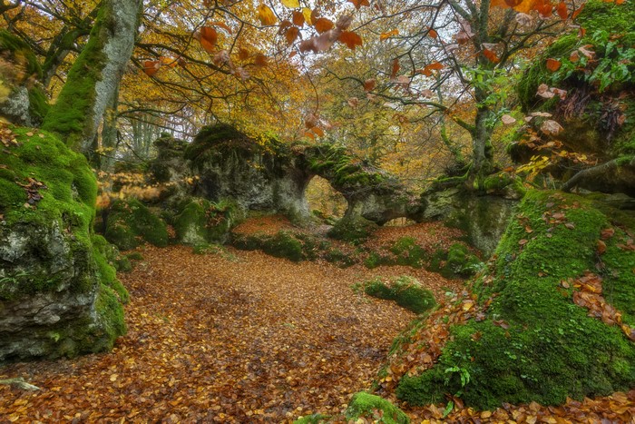 Autumn forest with moss-covered rocks and fallen leaves