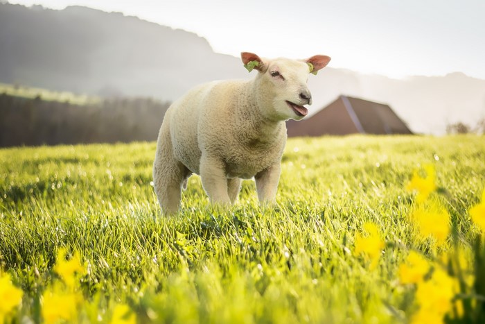 Sheep in a grassy field with yellow flowers