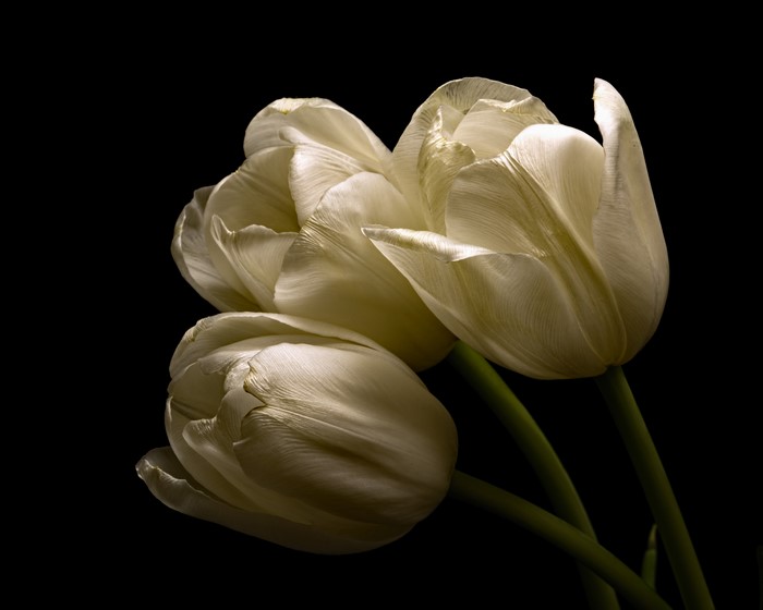 Three white tulips on a black background