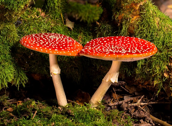 Two Red Amanita Mushrooms with White Spots on Moss