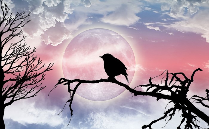 Silhouette of a bird on a branch with a large moon