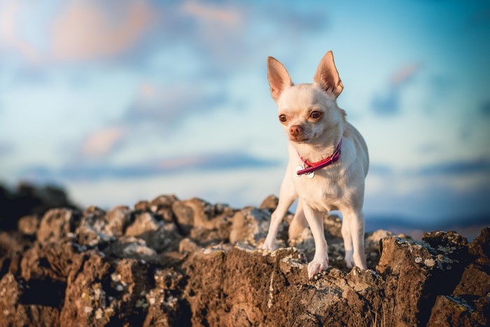 White Chihuahua on Rocks with Cloudy Sky