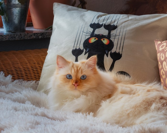 Fluffy cat with blue eyes on a fluffy blanket