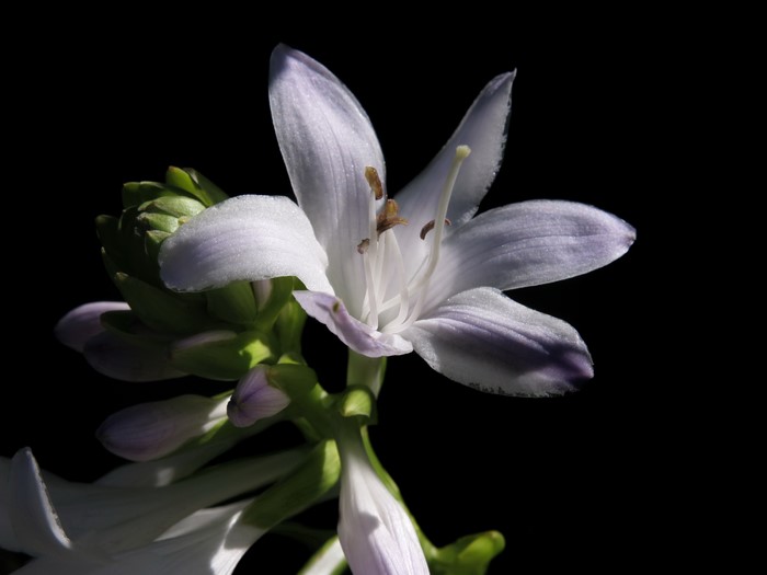 Closeup of a white lily flower with buds on black background