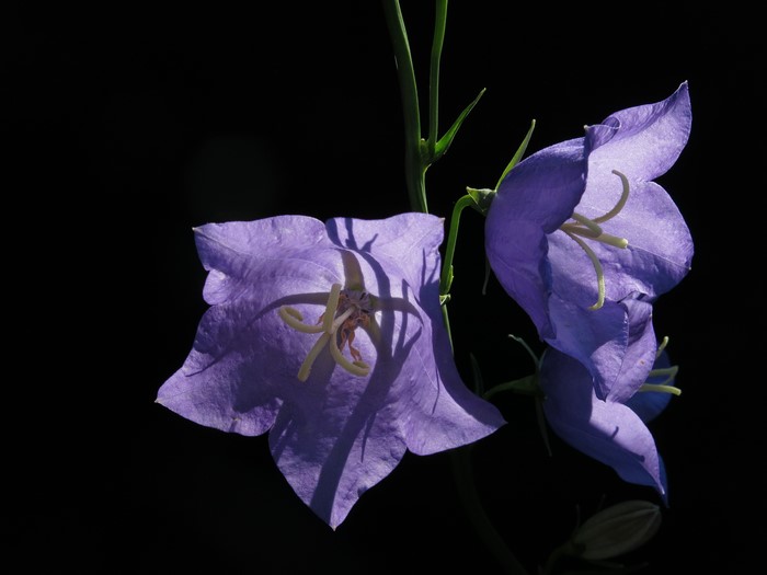 Campanula flowers on a black background