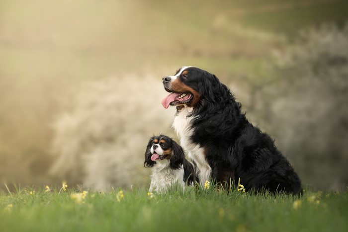 Two Dogs Sitting in Grass