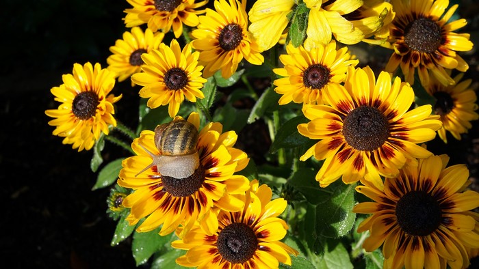 4K Gazania flowers with a snail