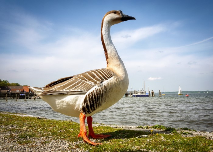Goose standing on the shore of a lake with boats