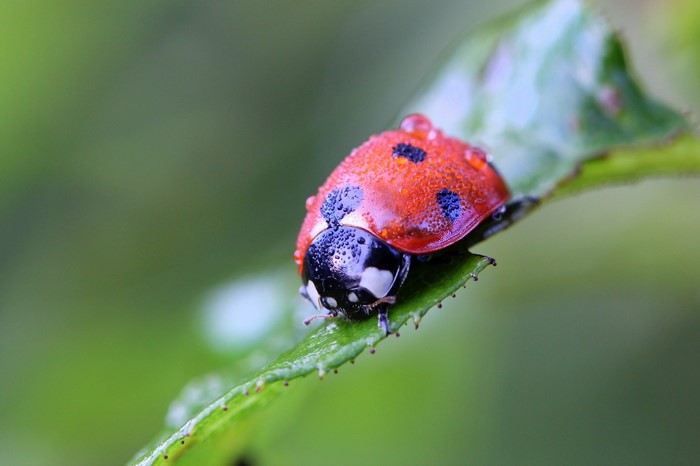 Ladybug with water drops on a green leaf