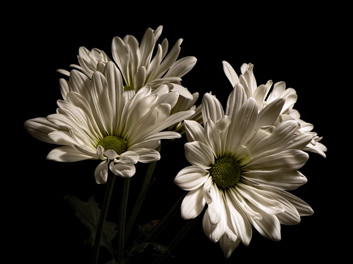 4K White Chrysanthemums on Black Background