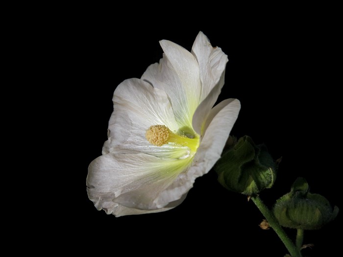White Malva flower with buds on black background