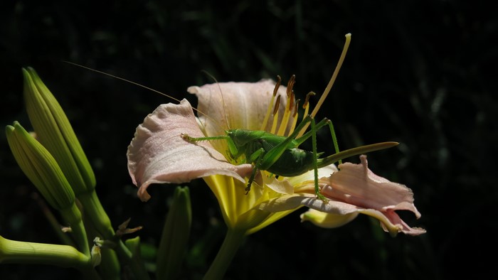 4K Great Green Bush-cricket on a Lily