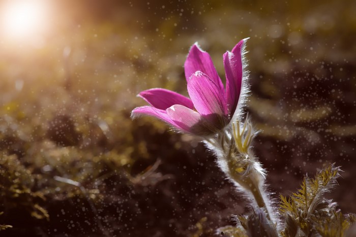 Pink Pulsatilla flower with bokeh and sunlight